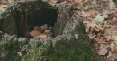 Sonbahar ormanındaki yaşlı ağaç kütüğünün yavaş çekimi..