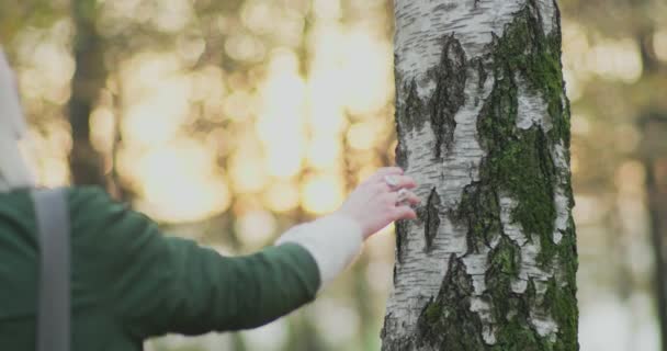 Una joven acaricia la corteza de un antiguo abedul al atardecer. cuidado ambiental concept.slow motion — Vídeo de stock