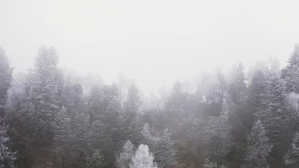 Foggy foresta di montagna con ghiaccio alberi ricoperti di ghiaccio in inverno. Paesaggio da favola, cime di pino innevate. rallentatore — Video Stock