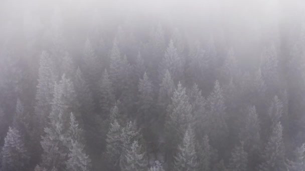 Туманный горный лес с покрытыми льдом деревьями зимой. Сказочный пейзаж, покрытые снегом сосновые вершины. замедленное движение — стоковое видео