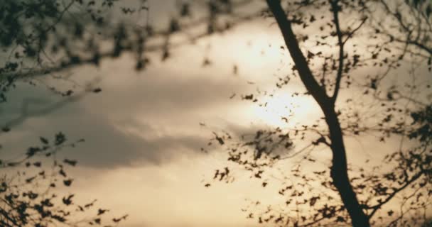 Focus rack van zonsondergang in de herfst. een eenzaam boomsilhouet met geen bladeren meer. slow motion — Stockvideo