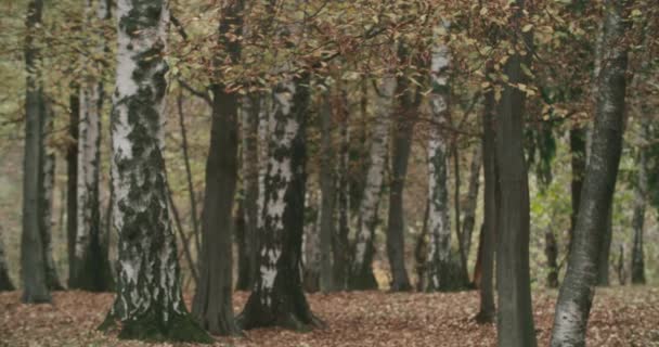 산속에 있는 가을 숲의 나무들의 느린 움직임. — 비디오