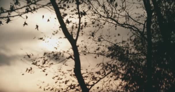 Coucher de soleil en automne. une silhouette d'arbre solitaire avec peu de feuilles. au ralenti — Video