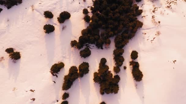 Vista aérea por encima del bosque de pinos de colores durante el amanecer o la puesta de sol en la montaña con suelo nevado. Silencio y salvaje nature.slow cámara establecer tiro — Vídeos de Stock