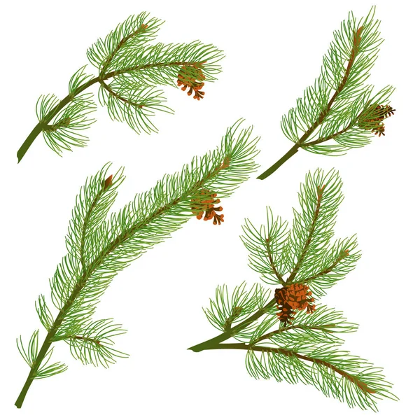 Ramas de abeto. Conjunto de ramas de árbol de Navidad. Símbolo de Navidad y Año Nuevo. Aislado. Vector — Vector de stock