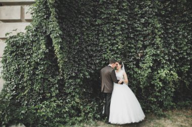 Romantik, peri masalı, mutlu yeni evli çift parkta sarılıp öpüşüyor, arka planda ağaçlar...