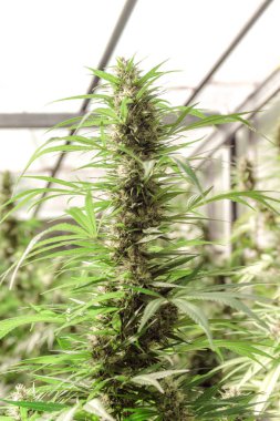 esrar esrar bitki yaprakları ve üstten görünüm, arka plan kapağı site veya duvar kağıdı panoramik