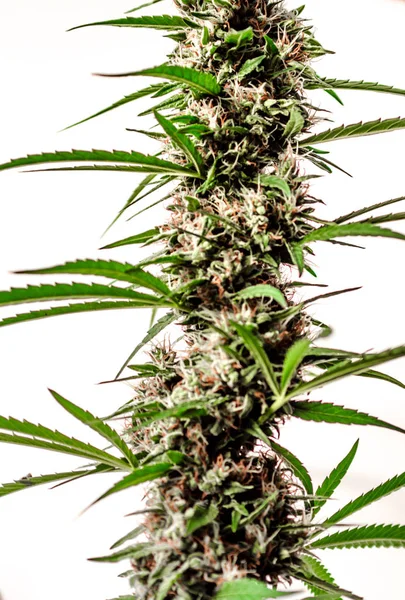 Liści roślin konopi marihuany i widok z góry, tło witryny lub Tapety panoramiczne — Zdjęcie stockowe