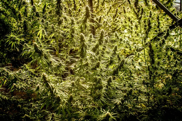Listy rostlin konopí marihuana a pohled shora, pozadí stránek nebo Tapeta panoramatické — Stock fotografie