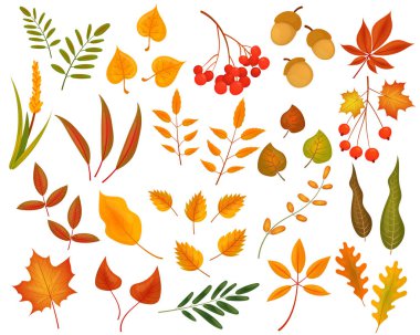 Sevimli sonbahar yaprakları, çilek büyük seti