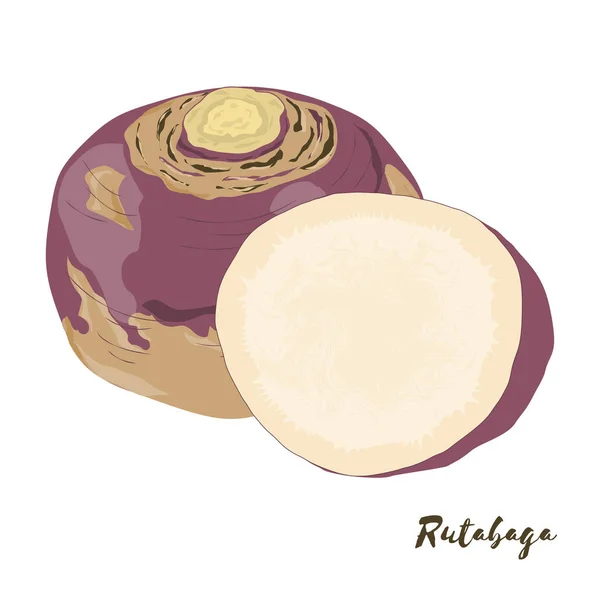 Rutabaga Légumes Pour Votre Design Illustration Vectorielle — Image vectorielle