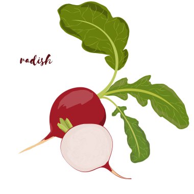 Turp. Sebze tasarımınız için. Vektör çizim.