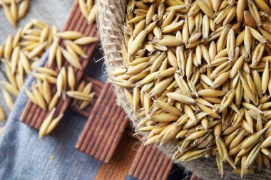 Yulaf tohumu (Avena sativa) olarak da bilinen ortak yulaf çuval bezi, çuval