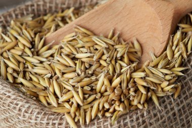 Yulaf tohumu (Avena sativa) olarak da bilinen ortak yulaf çuval bezi, çuval