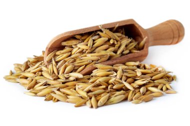 Yulaf tohumu (Avena sativa) olarak da bilinen ahşap kepçe ortak yulaf beyaz arka plan üzerinde izole.