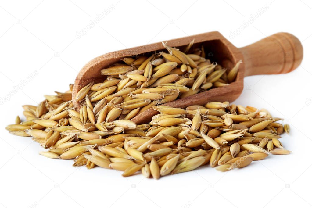 Oat seeds (Avena sativa) also known as the common oat in wooden scoop isolated on white background
