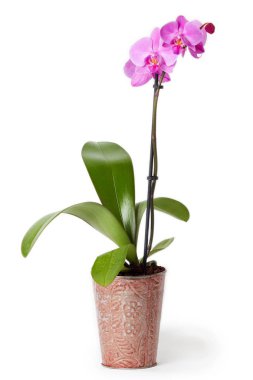 Beautiful purple orchid (Orchidaceae) isolated on white background clipart