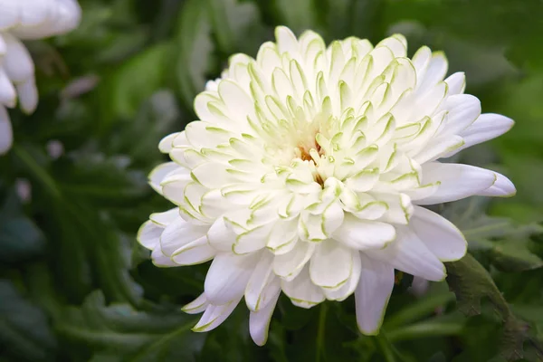 Close Beautiful Chrysanthemum Zembla White Flower — Stock Photo, Image