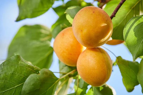 Ameixas Armenianas Maduras Prunus Armeniaca Crescendo Uma Árvore — Fotografia de Stock