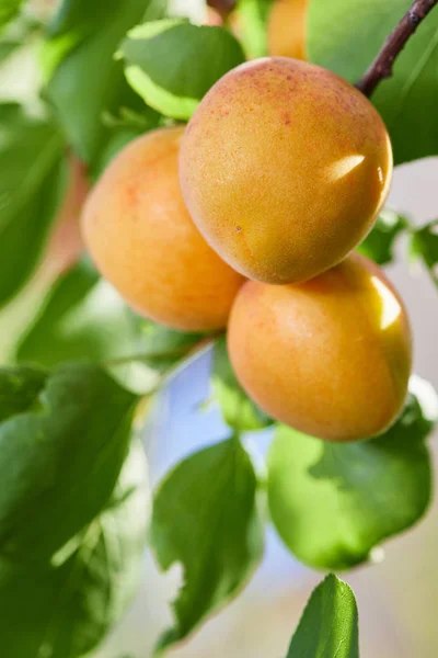 Ameixas Armenianas Maduras Prunus Armeniaca Crescendo Uma Árvore — Fotografia de Stock