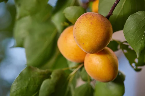 Ameixas Armenianas Maduras Prunus Armeniaca Crescendo Uma Árvore — Fotografia de Stock