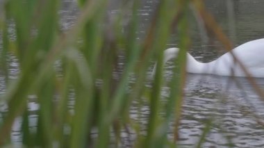 Kuğu göl suyunda yüzüyor.