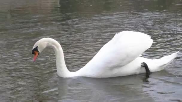 Swan Nadando Água Lago — Vídeo de Stock