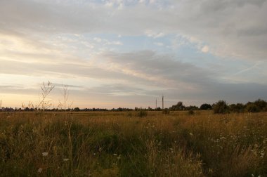 yoğun buğday alan ve gökyüzü alacakaranlık akşam