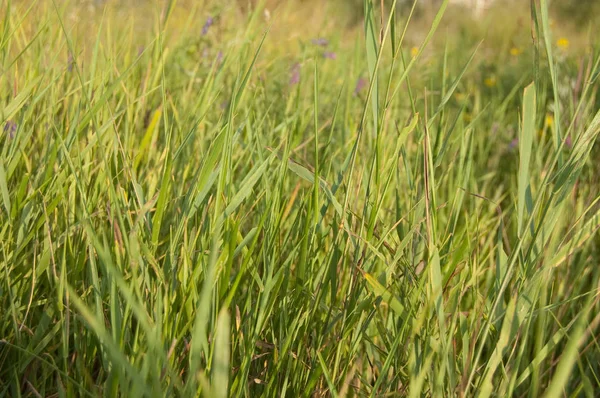 明るい夏の日高の緑の草 — ストック写真