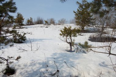 Glade içinde kış ve ağaçlar karda ormanda