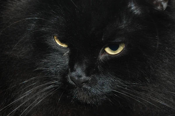 Chat noir aux yeux jaunes sur fond sombre — Photo