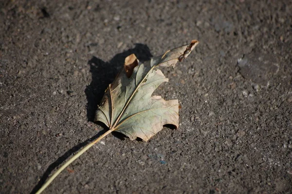 乾燥のカエデの葉にあるアスファルトの上 — ストック写真