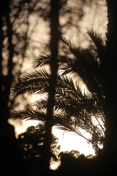 Die Blätter einer Palme durch den Schatten der Sonne — Stockfoto