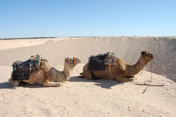 two camels are sitting on the sand in the desert