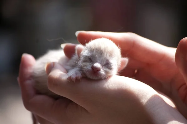 Newborn small kitten on female hands asleep — Stock Photo, Image