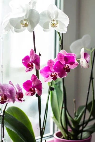 Orchid flowers stand on the windowsill white — Stock Photo, Image