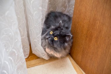 Papyon gelinlik gelin yakınındaki kedi