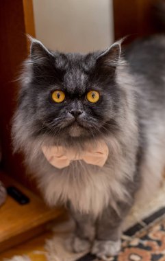 Papyon gelinlik gelin yakınındaki kedi