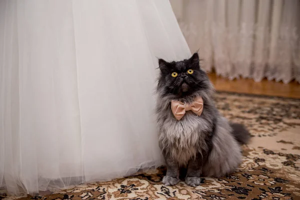 Kat in een vlinderdas in de buurt van de trouwjurk van de bruid — Stockfoto