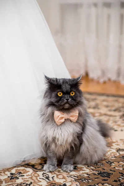 Кошка в галстуке-бабочке возле свадебного платья невесты — стоковое фото