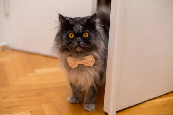 Kat in een vlinderdas in de buurt van de trouwjurk van de bruid — Stockfoto