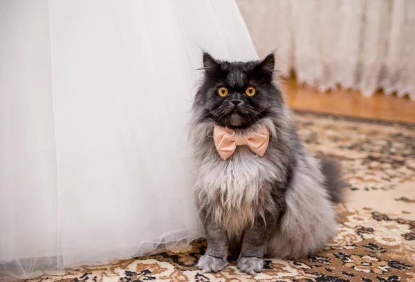 Papyon gelinlik gelin yakınındaki kedi