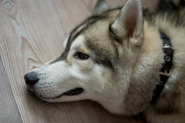 Perro husky gris sentado en la cocina — Foto de Stock