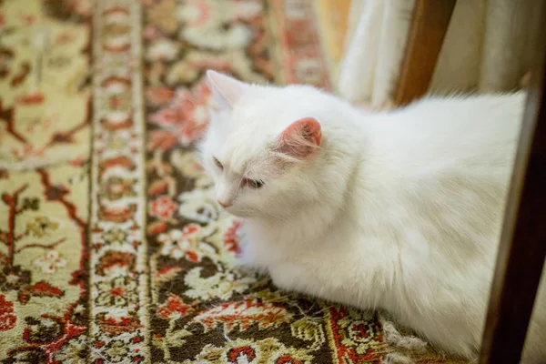 Fehér macska ül a szőnyegen, az emeleten — Stock Fotó