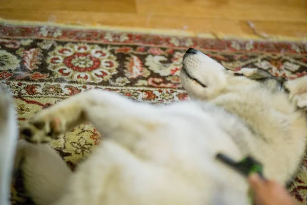 De husky hond zit op het tapijt van de vloer — Stockfoto