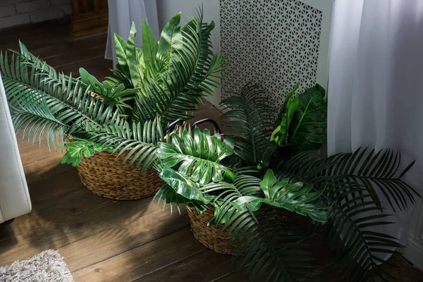 Горшечные растения стоят на полу комнаты — стоковое фото