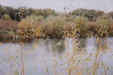 küçük nehir orman ve buğday sonbahar zemin karşı