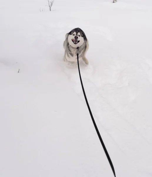 Husky hund kör i snön utanför — Stockfoto