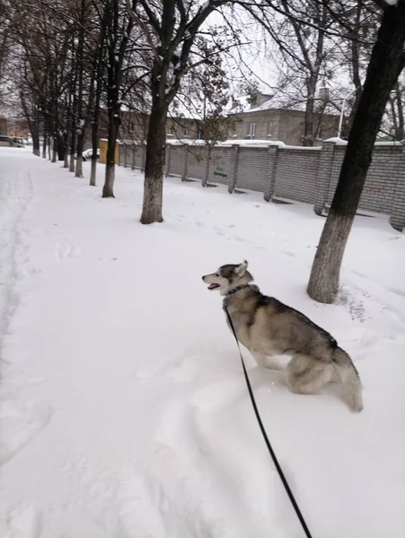 Husky hond loopt in de sneeuw buiten — Stockfoto