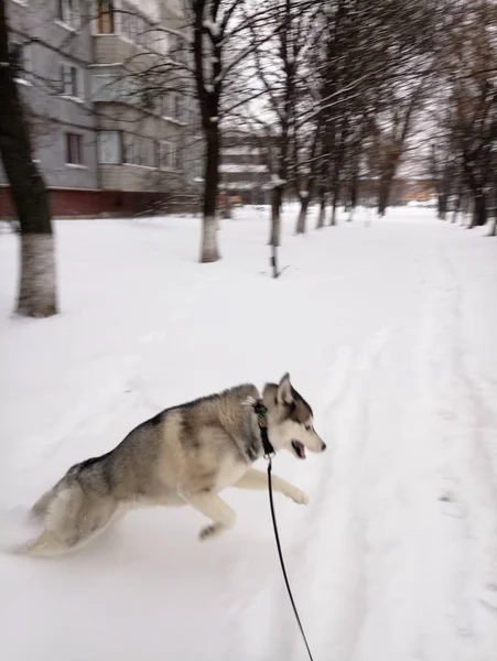 Husky perro corriendo en la nieve fuera — Foto de Stock